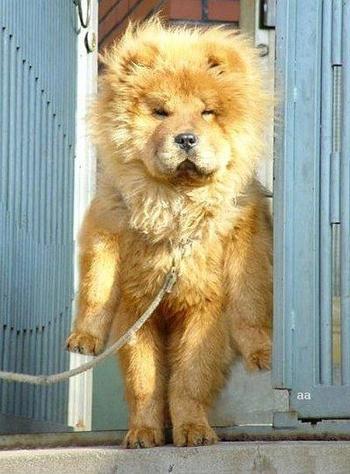 【画像】はまりまくる動物たち