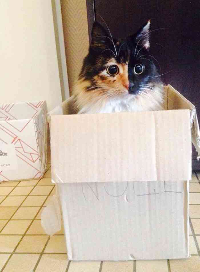 【画像】めずらしい色・模様の動物画像を集めましょう