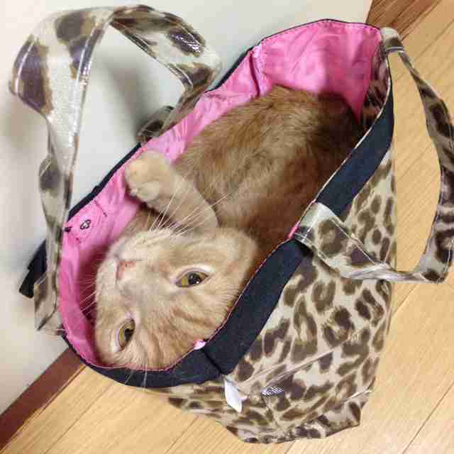 【画像】はまりまくる動物たち