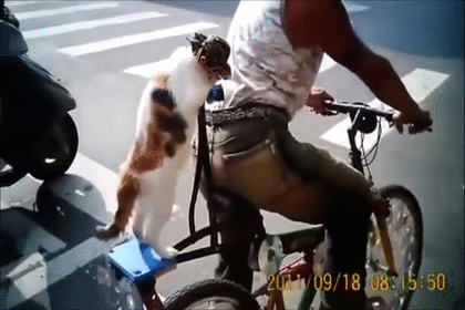猫の可愛い画像下さい