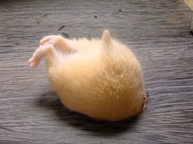 【画像】はまりまくる動物たち
