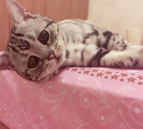 不安そうな動物の顔を貼るトピ