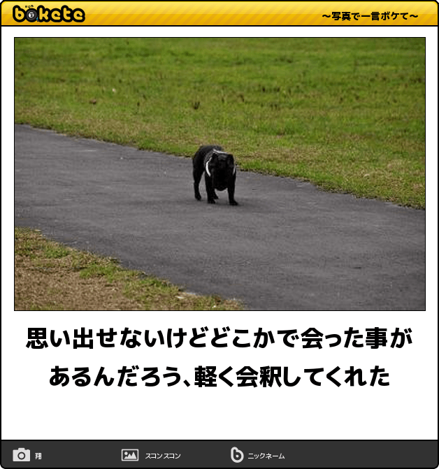 動物のボケて貼って下さい