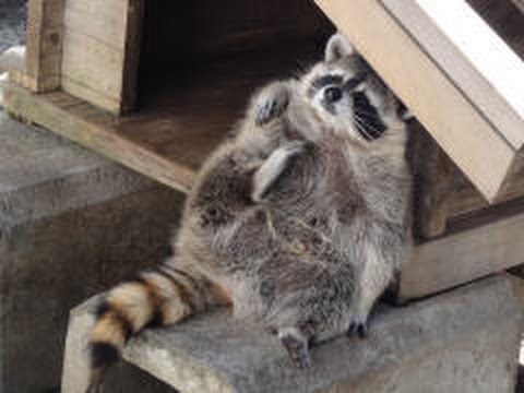 【画像】アライグマの画像が集まるトピ