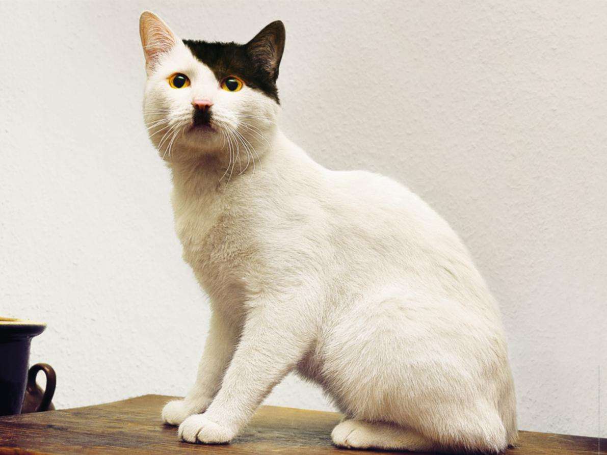【画像】めずらしい色・模様の動物画像を集めましょう