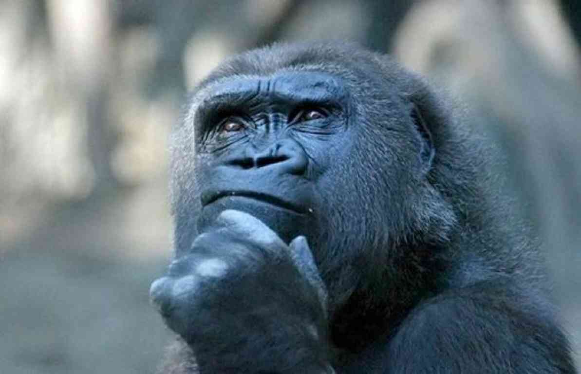 不安そうな動物の顔を貼るトピ