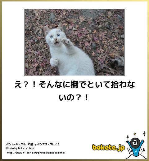 動物のボケて貼って下さい
