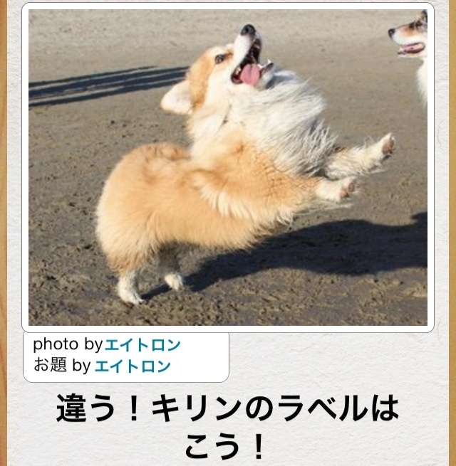 動物のボケて貼って下さい