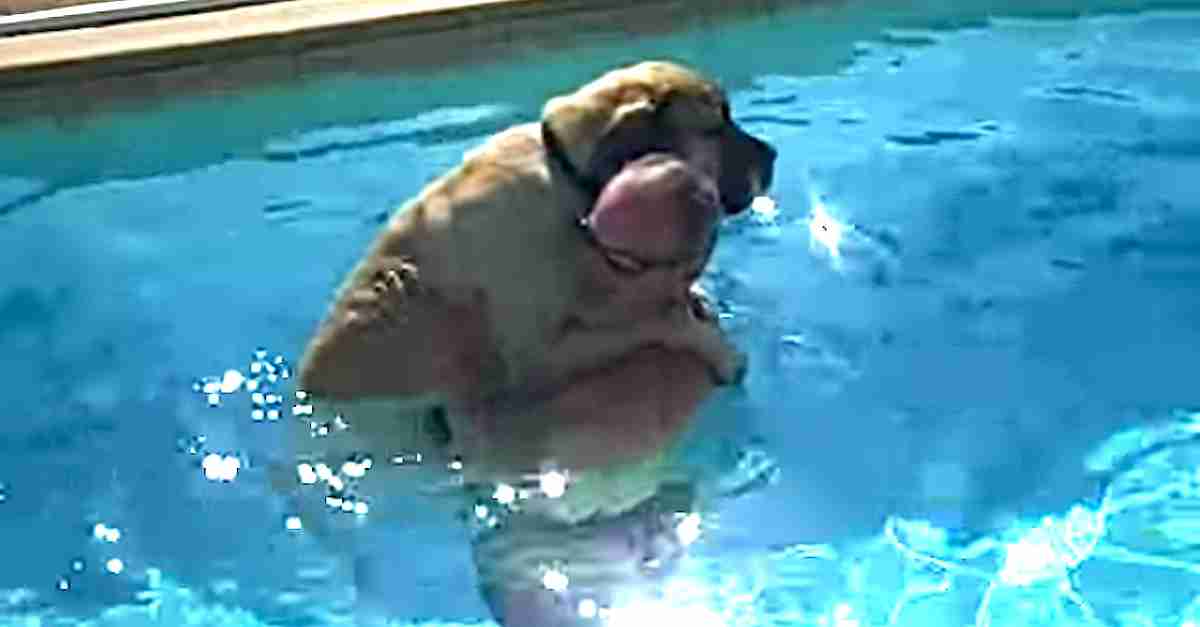 不安そうな動物の顔を貼るトピ