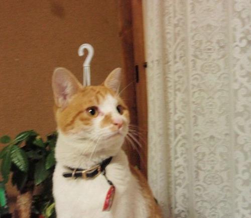 不安そうな動物の顔を貼るトピ