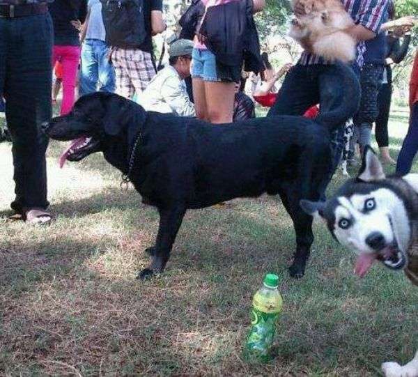 動物のボケて貼って下さい