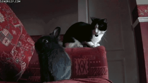 【画像】めずらしい色・模様の動物画像を集めましょう