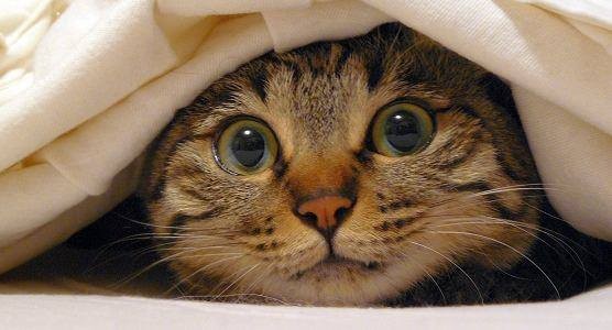 ガルちゃん猫カフェ5号店オープンしました