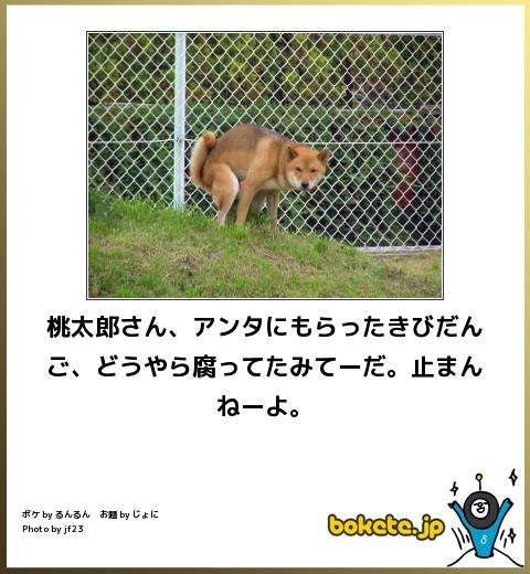 動物のボケて貼って下さい