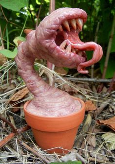 【画像】面白い見た目の植物【ブツブツ禁止】