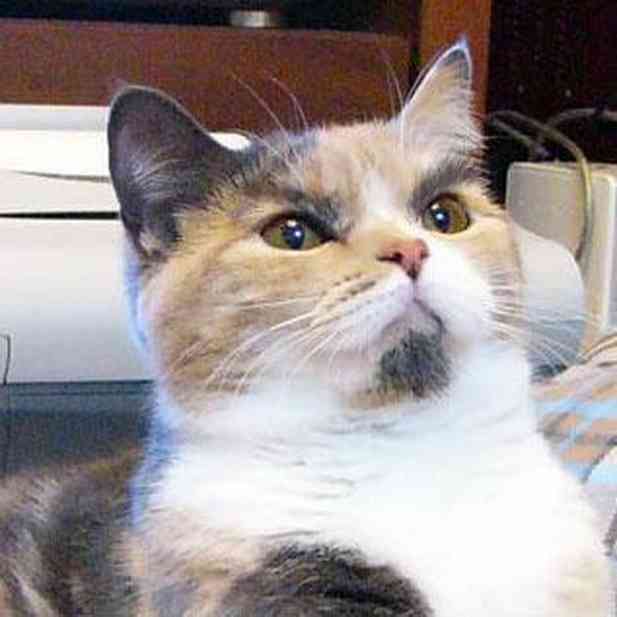 【画像】めずらしい色・模様の動物画像を集めましょう