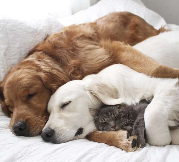 犬と猫どちらも好きな人が集まるトピ♡