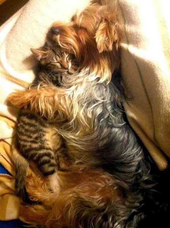 犬と猫どちらも好きな人が集まるトピ♡