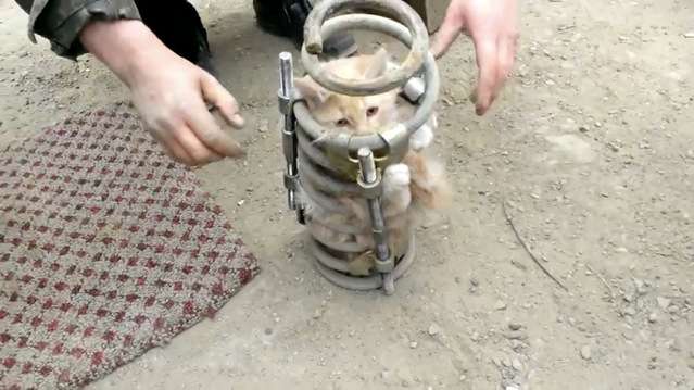 【画像】はまりまくる動物たち