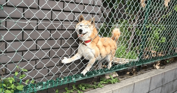【画像】はまりまくる動物たち