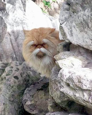 【画像】めずらしい色・模様の動物画像を集めましょう