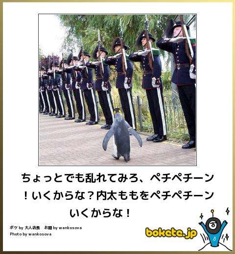 動物のボケて貼って下さい