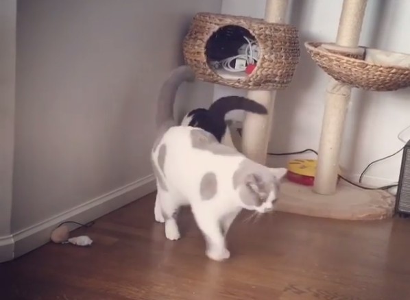 世界一ゆるい猫のケンカ、ペタペタパンチが可愛すぎるw