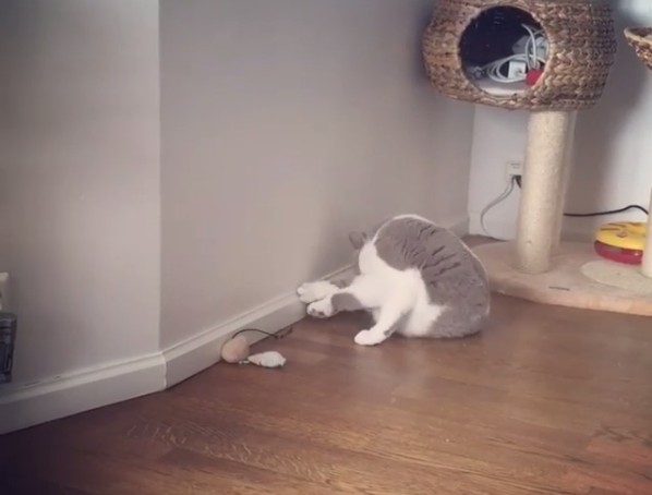 世界一ゆるい猫のケンカ、ペタペタパンチが可愛すぎるw