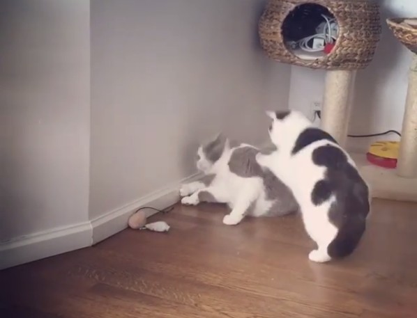 世界一ゆるい猫のケンカ、ペタペタパンチが可愛すぎるw