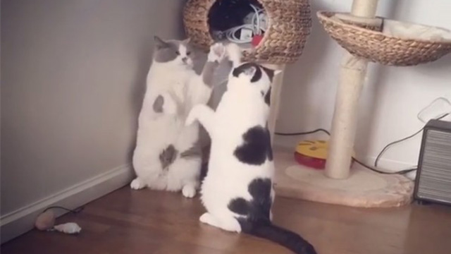 世界一ゆるい猫のケンカ、ペタペタパンチの応酬 | ANIMALive