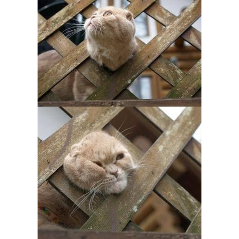 【画像】はまりまくる動物たち