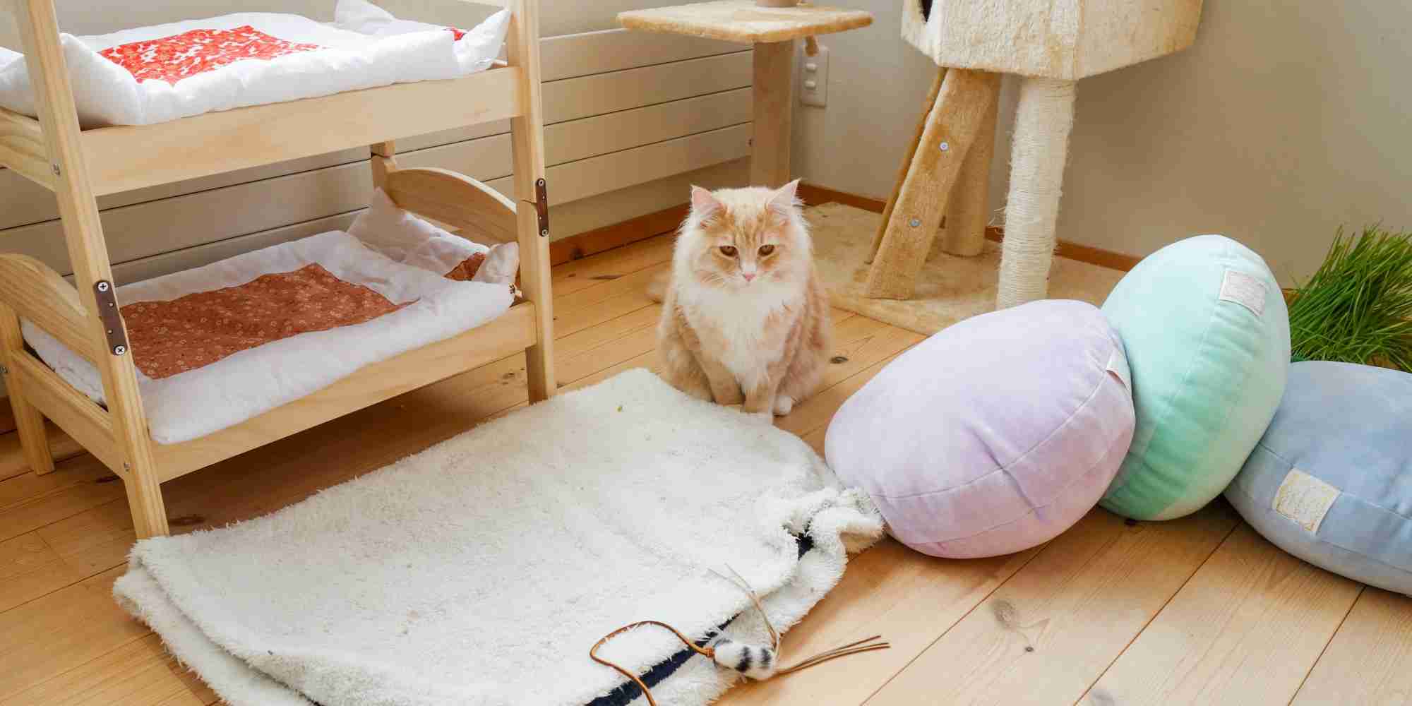 ガルちゃん猫カフェ5号店オープンしました
