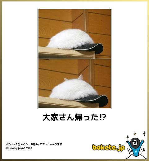 動物のボケて貼って下さい