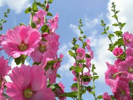 観葉植物やお花に癒されてる人