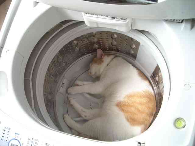 【画像】はまりまくる動物たち