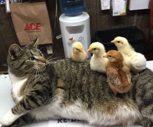猫の可愛い画像下さい