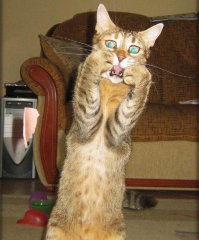 不安そうな動物の顔を貼るトピ