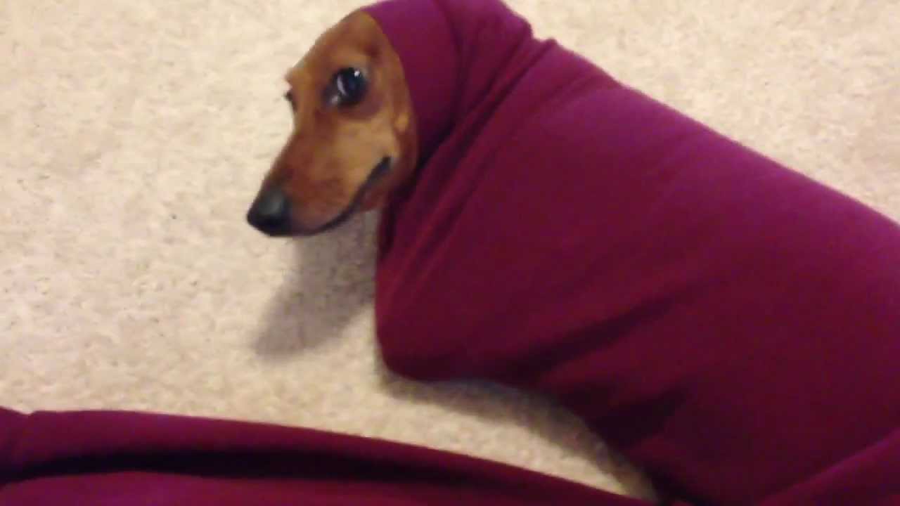 Cute Dachshund Gets Stuck In A Sweater - YouTube