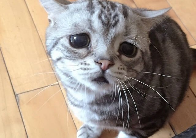 不安そうな動物の顔を貼るトピ