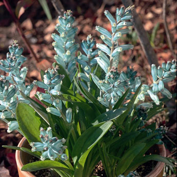 観葉植物やお花に癒されてる人