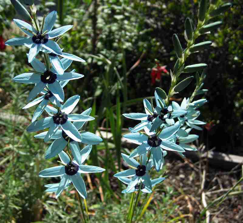 観葉植物やお花に癒されてる人