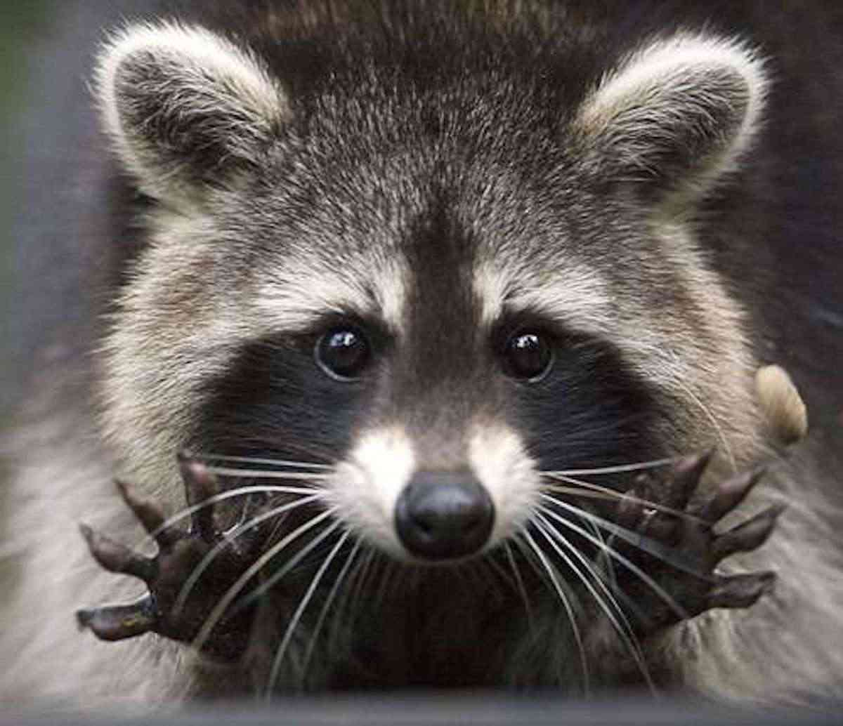【画像】アライグマの画像が集まるトピ