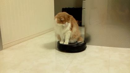ガルちゃん猫カフェ5号店オープンしました