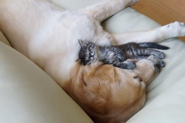 犬と猫どちらも好きな人が集まるトピ♡