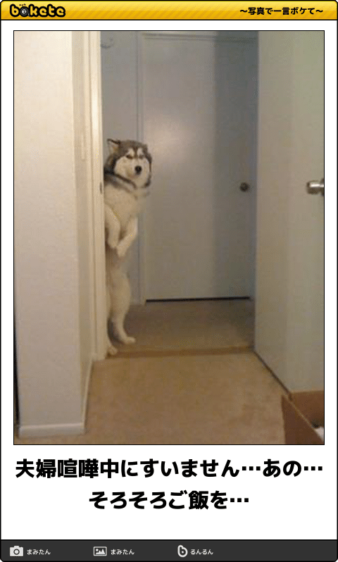 動物のボケて貼って下さい