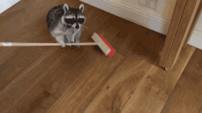 【画像】アライグマの画像が集まるトピ