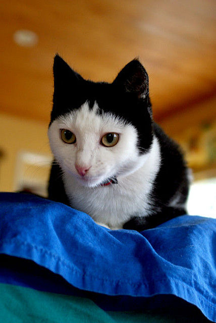【画像】めずらしい色・模様の動物画像を集めましょう