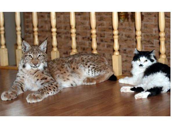ガルちゃん猫カフェ5号店オープンしました