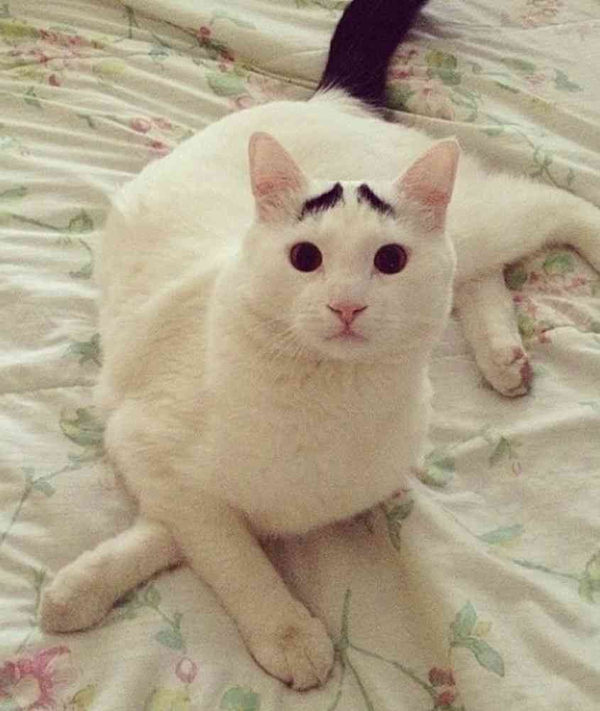 不安そうな動物の顔を貼るトピ