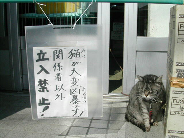 ガルちゃん猫カフェ5号店オープンしました
